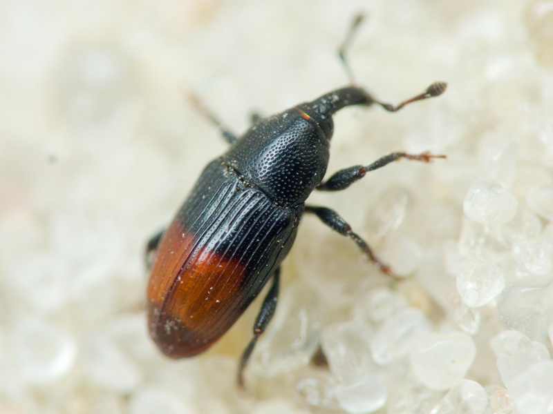 Baris analis (Olivier, 1790)